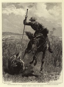 Descendo um lobo na Índia